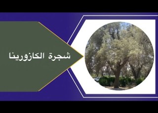 شجرة صديقة للبيئه الكازورينا الاثل