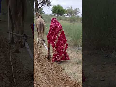 حراثة الأرض بجهد المزارع وإبل الصحراء