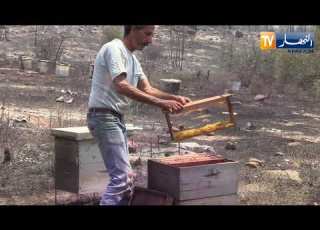  Guelma Beni Salah Fires Cause Significant Losses And Signs Of Public Solidarity Ease The Crisis