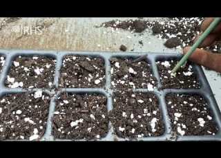 How To Sow Sweetcorn Grow At Home RHS
