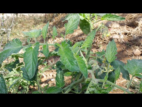 Ijue Dawa Inayomfaa Aliyeungua Kwa Maji Au Moto