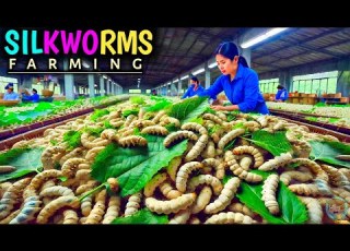 How Chinese Silkworm Farms Produce BILLIONS Of Silkworms For Stunning Silk Inside Factories