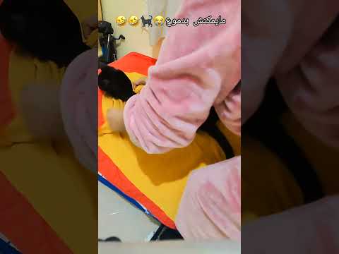 She Was So Cute Catlover Cat Cats Pyf Pyfツviral Shortvideo