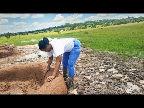 Okugamba Ente Ankole Abihima Culture