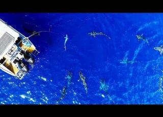 CRAZY SHARK ATTACK FOOTAGE Bluewater Spearfishing And Fishing Mahi Mahi Poke Bowls Ep 148