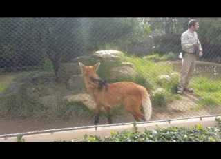  Maned Wolf Feeding Time At The San Diego Zoo