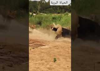  ثور يصارع الاسود شاهد رائع