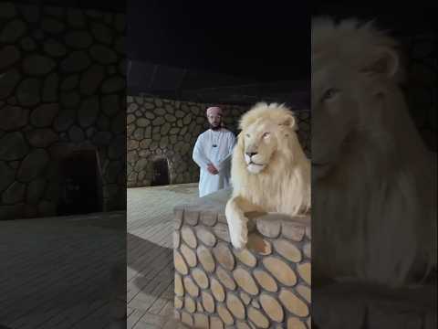 رد فعل الاسد لما سمع القران من القارئ اسلام صبحي سبحان الله