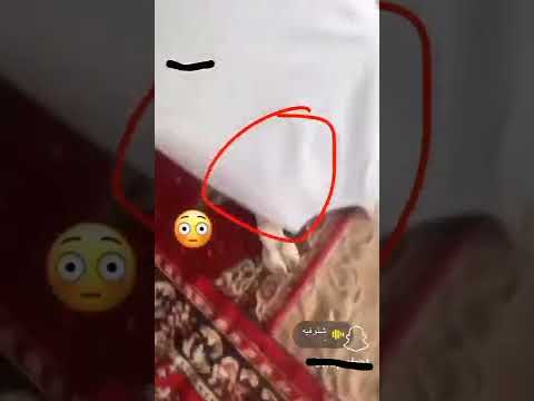 رجله رجل حمار