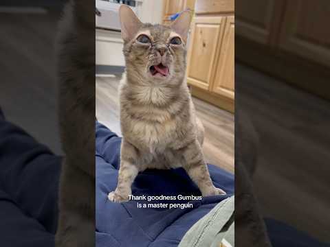 Very Cool Cat Entertaininganimals Cuteanimal Kitten Funnycats Funnyanimals Cute Cutepet