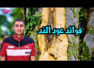  لن تتخيل ماهى فوائد عود الند واستخدامات عود الند السحرية