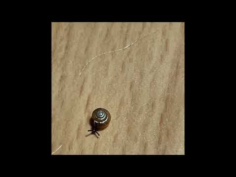 カタツムリ 効果音付き