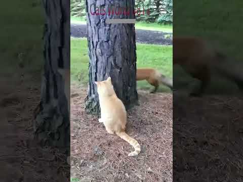 Funny Cat Kitten Meowing Crying 7992