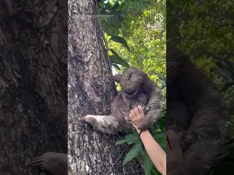 Bebé Perezoso Se Reencuentra Con Su Mamá