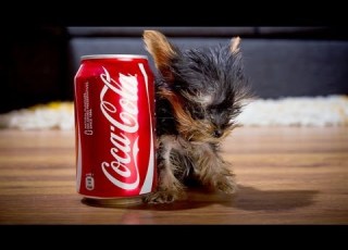  The World S Smallest Dog Tiny Dog Terrier