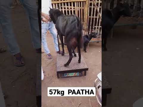 Black Bakra Heavy Weight Goat Market In Kolkata 57Kg Bakra Weighing AsiaBakriMandi Kolkata WB