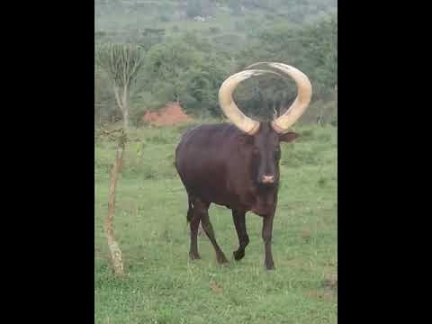 Ankole Cow Animals