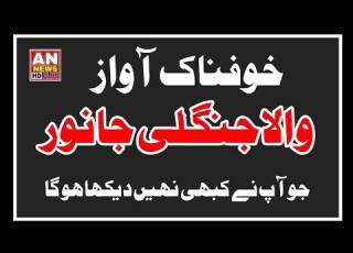 ایسی خوفناک آواز والا جنگلی جانور شاہد آپ نے پہلے کبھی نہیں دیکھا ہو گا AN News HD