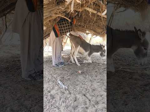 Man Masti Donkey Animals Trending Success