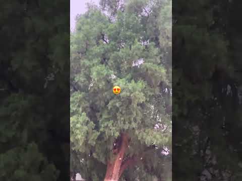 منغيش لي يزعفها