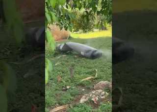 רסיס ברחובות