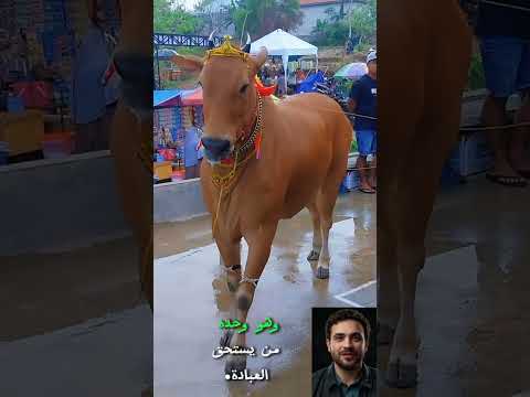 عبادة الأبقار في الهند