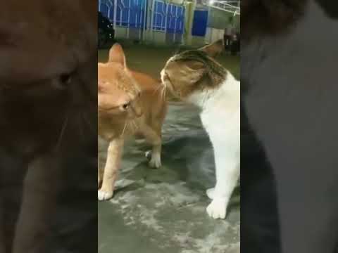 اي يا صاوي اكسبلور هتضحك ترند تحشيش ضحك قط حيوانات