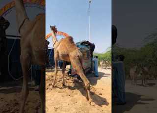 وكان الجمل يصعد إلى عربته