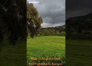 مزرعة أغانيم حي غزالة سيدي معروف