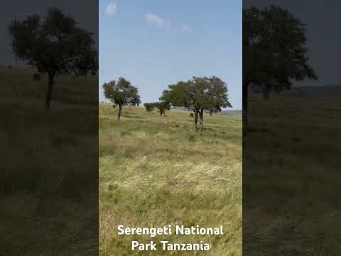 Serengeti Tour Utalii Wa Ndani Tanzaniawildlife Serengetinationalpark Animalwildlife
