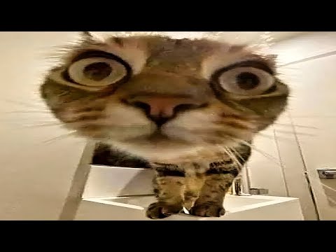 You Ll Get A Cat After Watching These