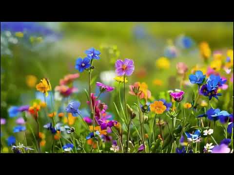 Можете поздравить песня на стихи автора канала