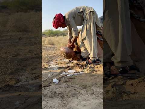 ٱل و ل د ي س ك ب ٱل م اء ب ل ط ف ع ل ى ٱل ج م ل و ٱل ج م ل ي ش ع ر ب ٱل ب ر ود ة