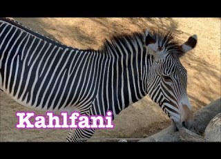  Grevy S Zebra Kahlfani Family Los Angeles Zoo
