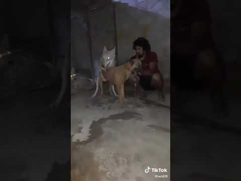 لحضة تهجين بين الذئب ماكس وكلب المالينو وضاح الموالي