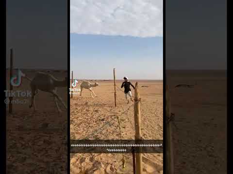 ناقتي يا ناقتي وصليني للطعوس