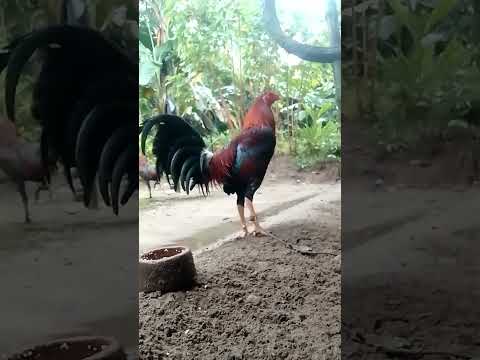 Lahing Mananalo McLean Alimbuyugin