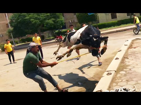 تنزيل عجول هائجة منها عجل بيموت الجزء الثاني جزارة الصفا والمروة 2022