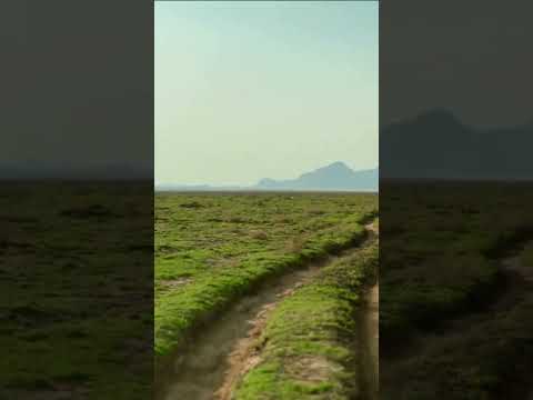 ودي اسج البر