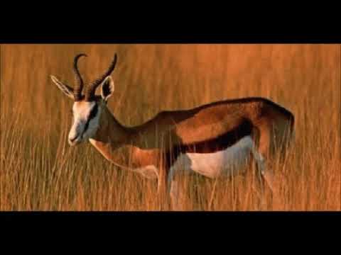 مرحب يا ريم الفلا