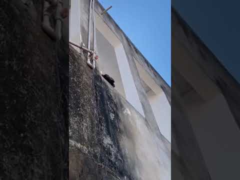 Macaco Que Amolava Faca é Solto Na Natureza Após Três Meses De Reabilitação No Piauí