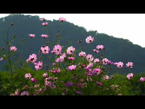 صوت الرياح هادئ جدا وممتع الرياح