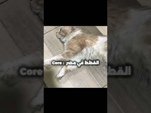 ايه يا صاوي ترند ترند تيك توك ايه يا صاوي