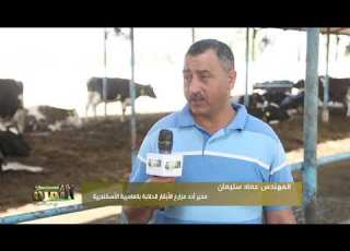 تعرف على مميزات الأبقار الهولشتين و السيمنتال والمونبليار وتعرف على أفضلهم للتسمين