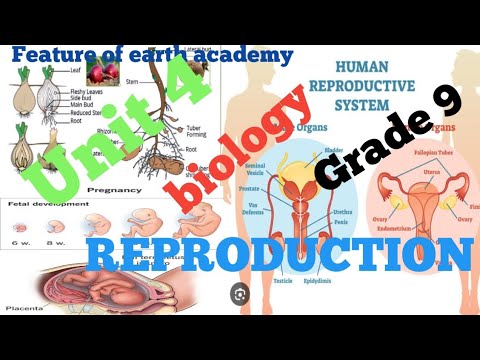 Grade 9 Biology Unit 4 Part 9 4 10 Method Of Birth Control Grade 9 Biology Unit 4 Part 9 4 10 Method Of Birth Control