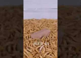 دود ياكل سرز