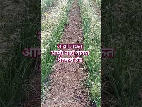 श त Farmer Shetkari Sheti Shetakaribrand Farm Farming Marathi Farminglife Song
