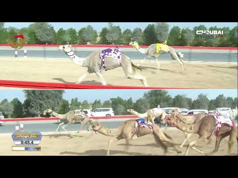 ختامي المرموم ثنايا للقبائل 30 03 2026 ش10 منوه لـ أحمد مطر ماجد طارش الخيلي 12 24 4 ختامي المرموم ثنايا للقبائل 30 03 2026 ش10 منوه لـ أحمد مطر ماجد طارش الخيلي 12 24 4