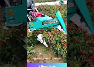 Chili Harvest Machine Goes BRRRR Satisfying Pepper Mowing Farming Satisfying Asmr Machinery