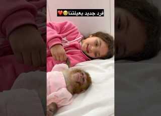 مين بحب يربي قرد بالبيت Shortvideo ابلور Arabsong Arabisong Funny